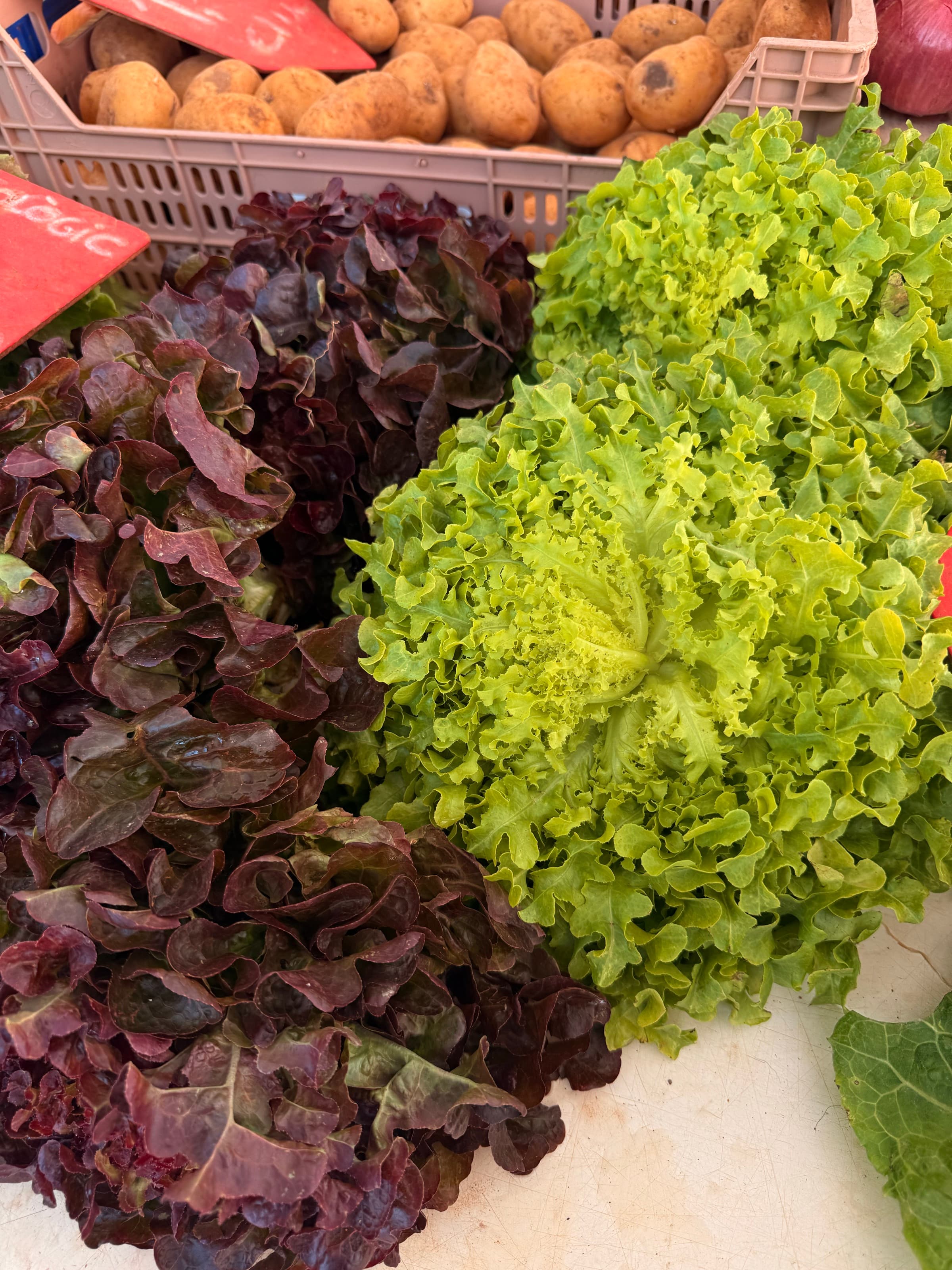 Lettuces II — oak leaf · butterhead