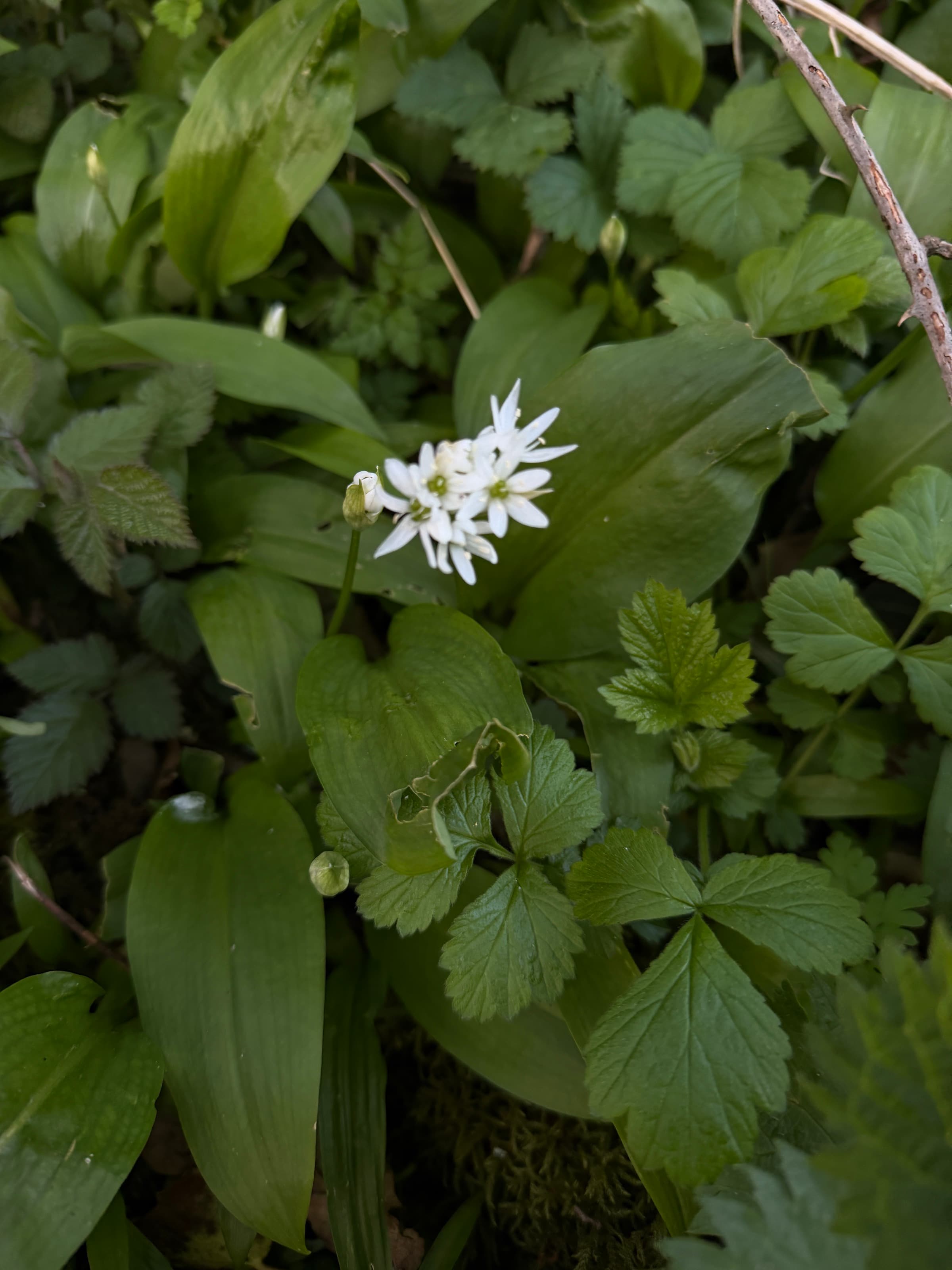 Wild Garlic — hedgerow · april