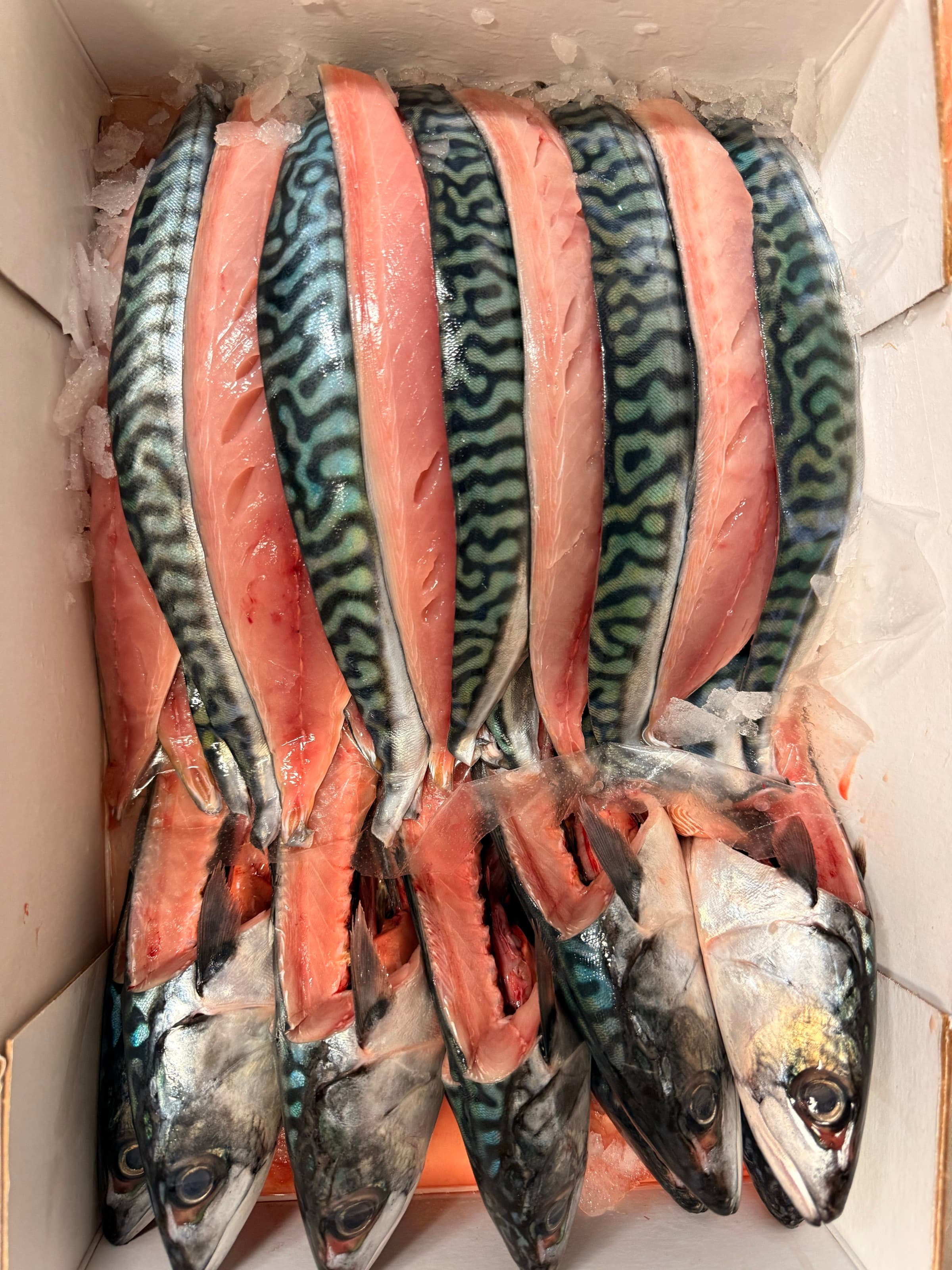 Whole mackerel and fillets, straight from the day boat