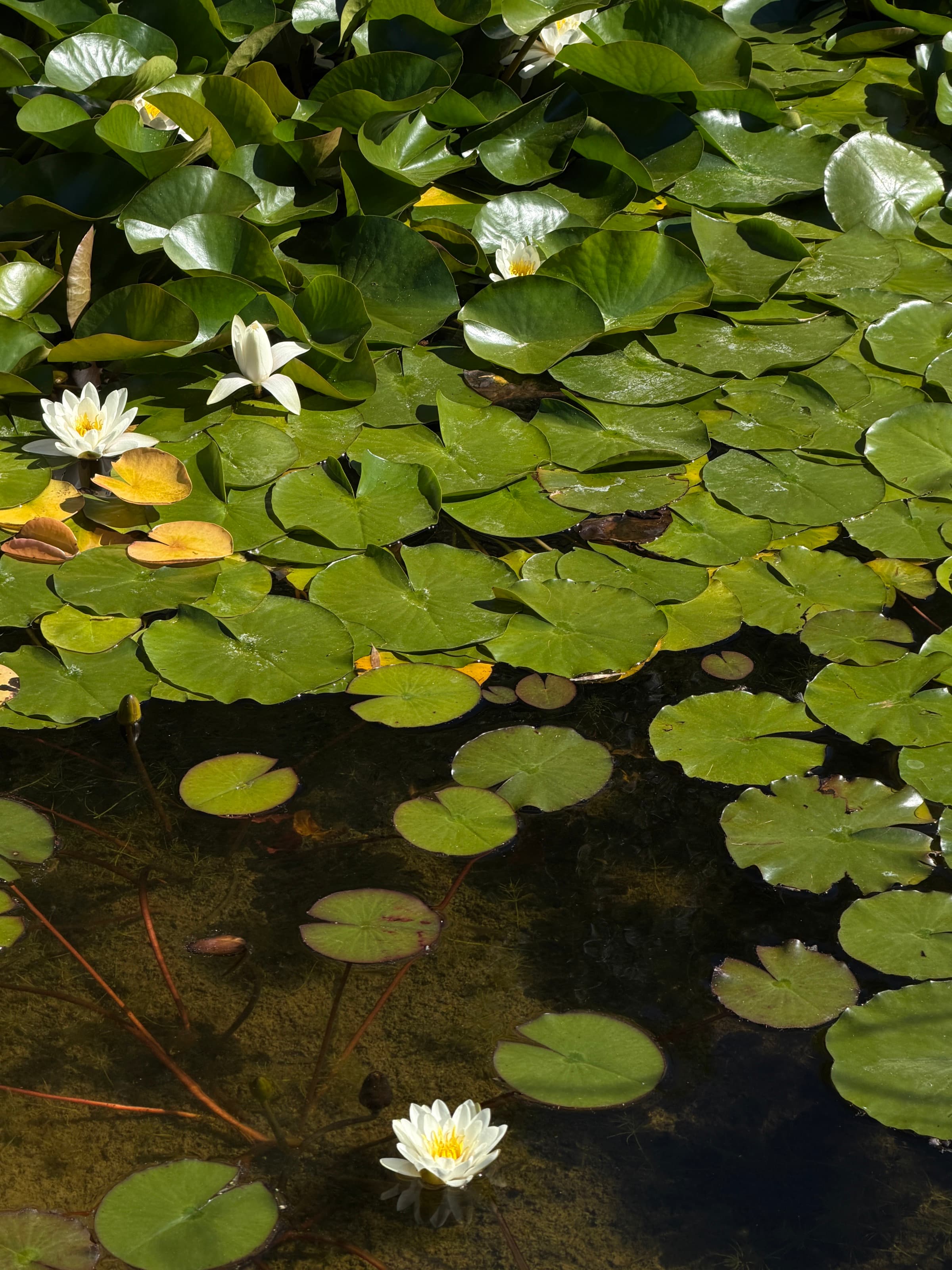 The Pond — lilies · still