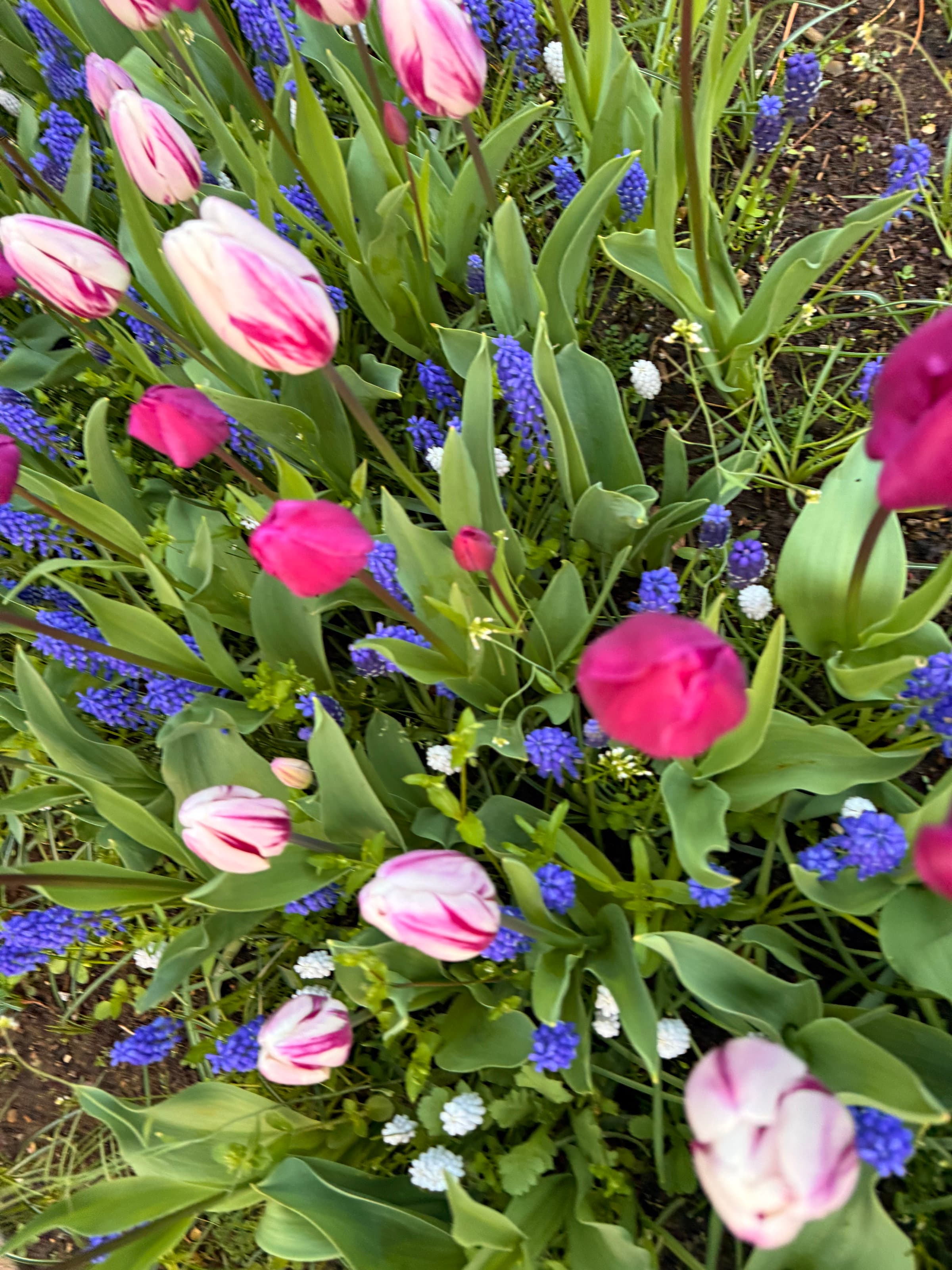 Spring — tulips · muscari