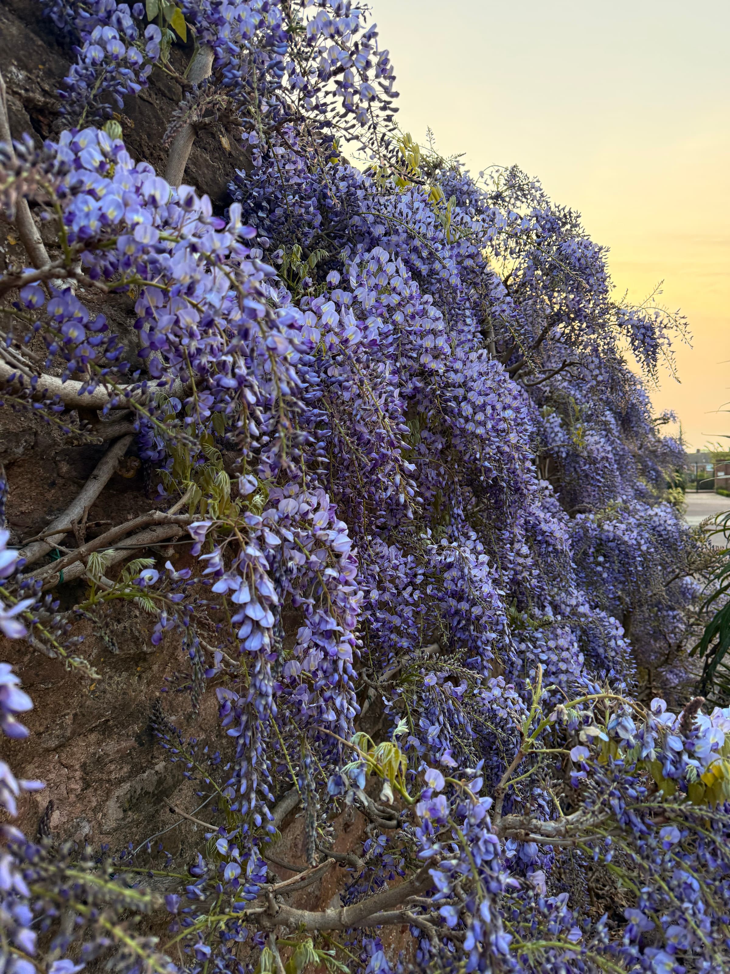 Wisteria — dusk · cascade