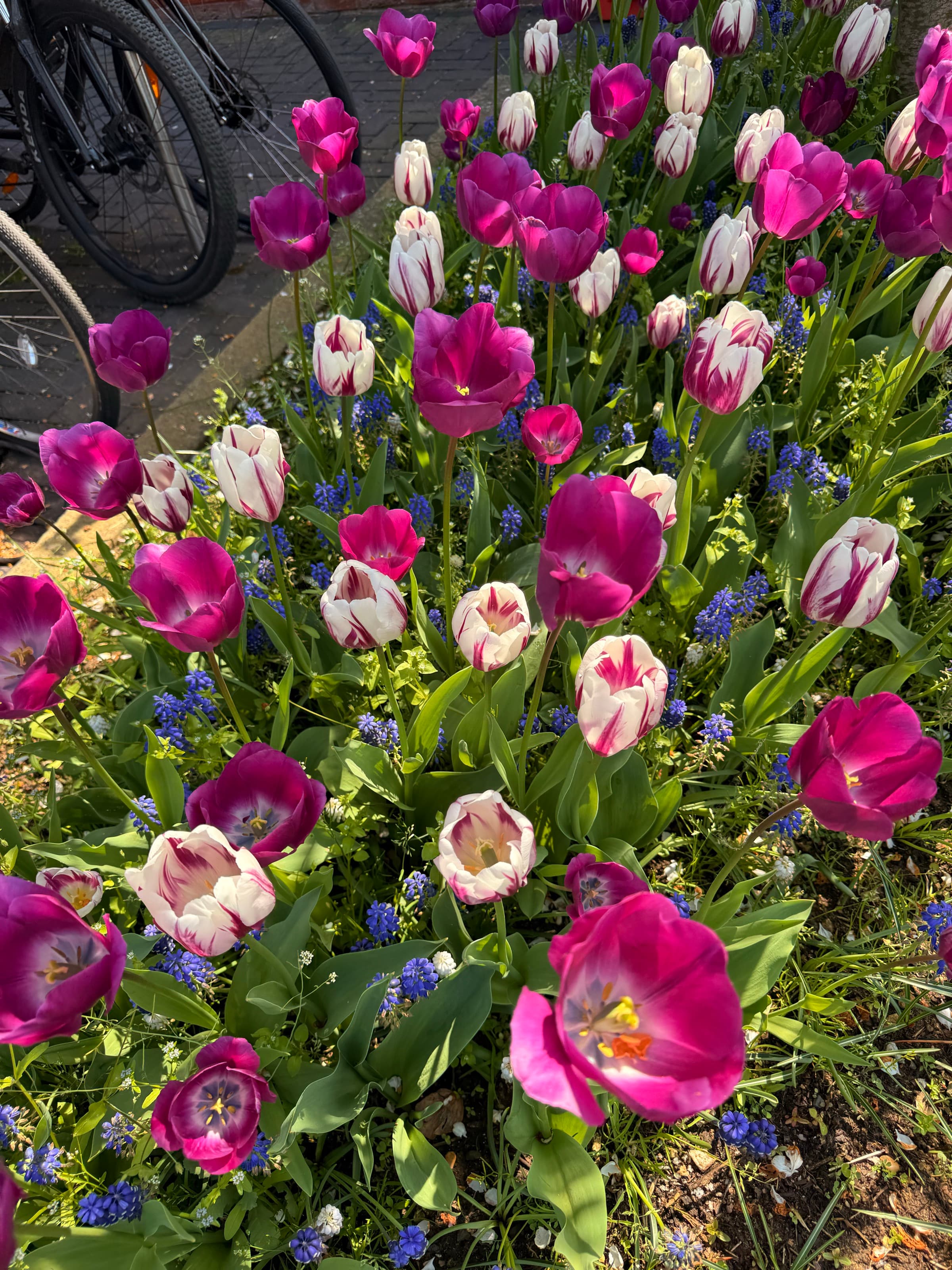 Tulips — striped · april
