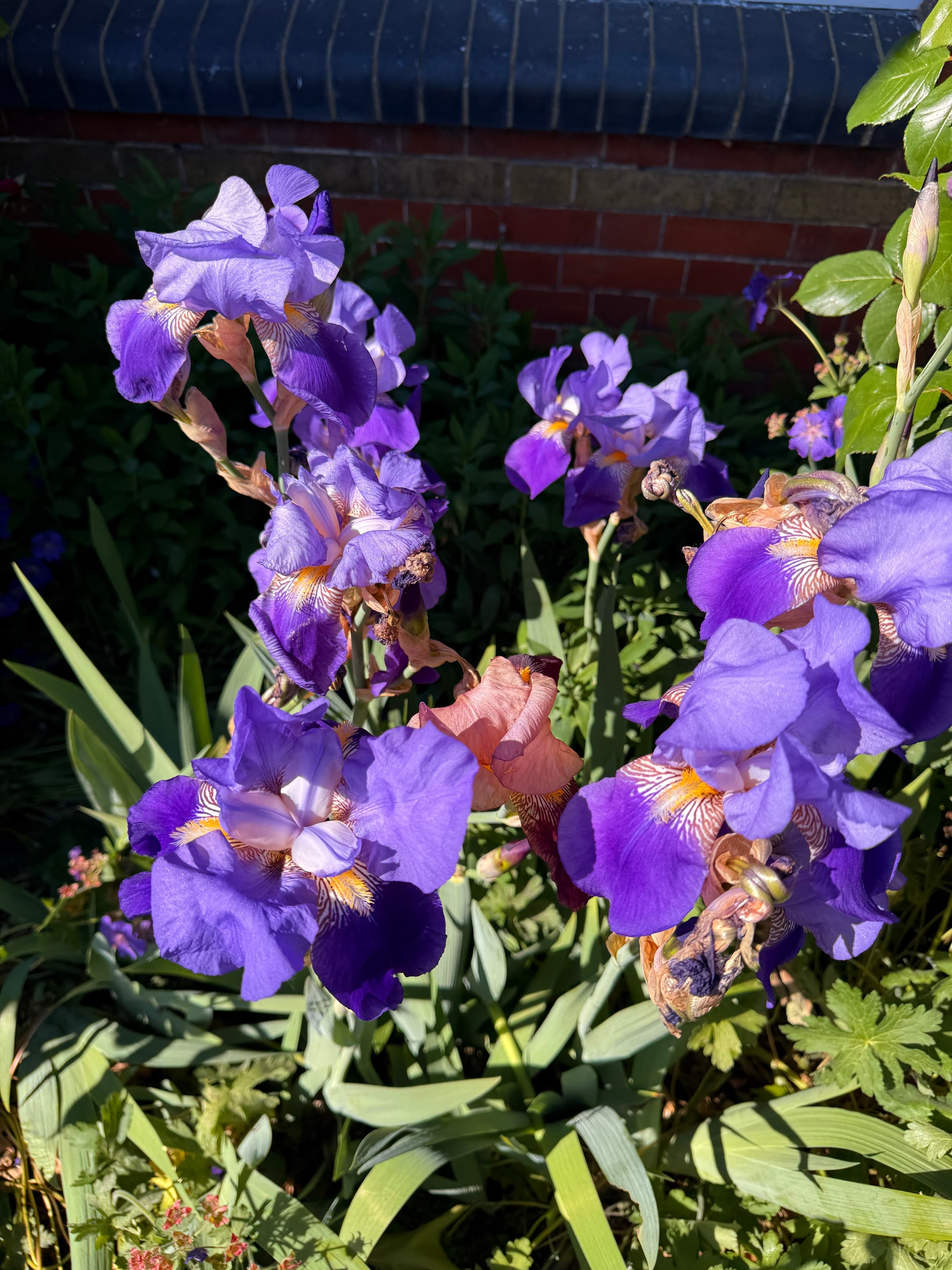 Irises — violet · june