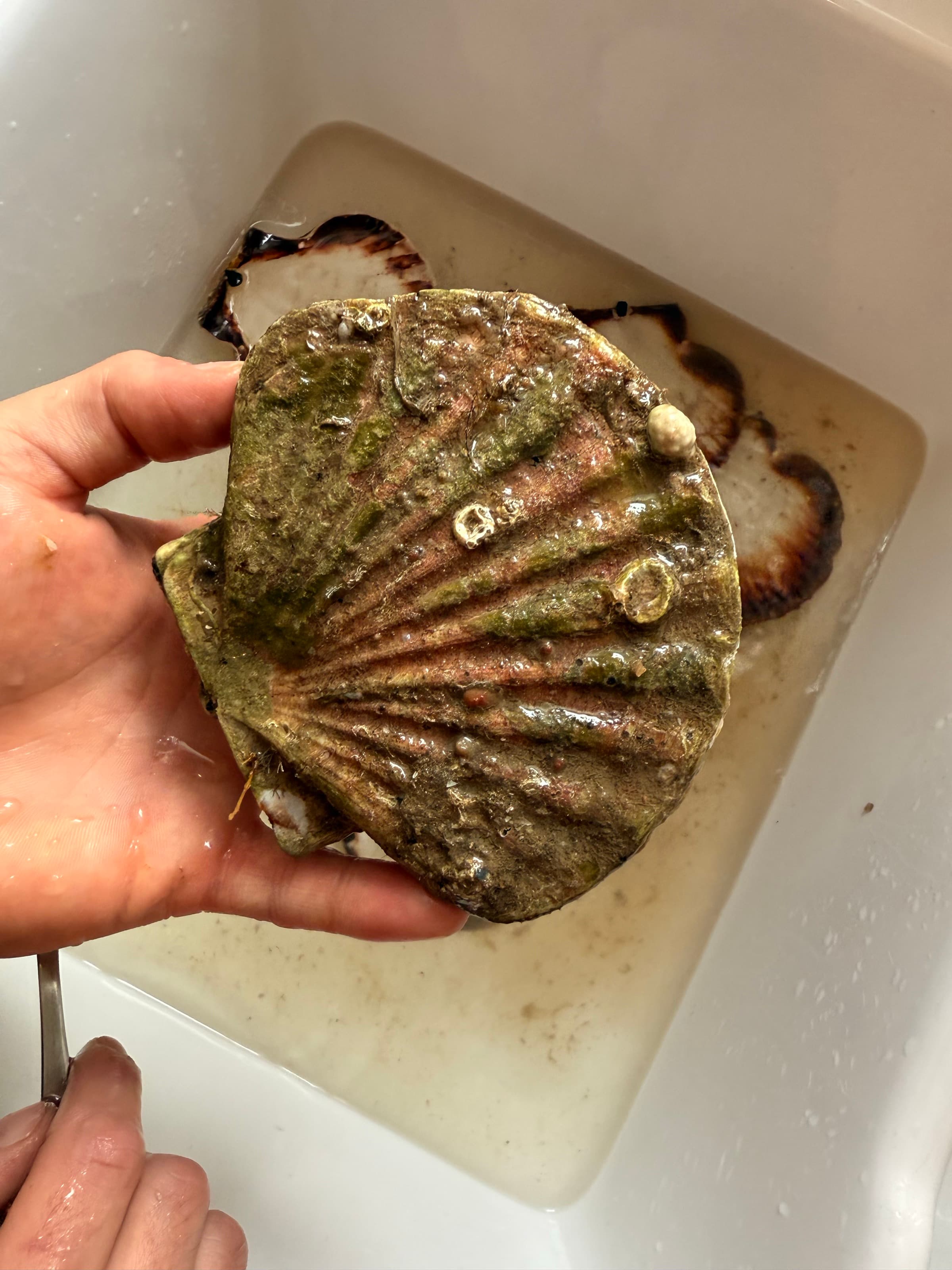 Scallop, Held — shell · sea