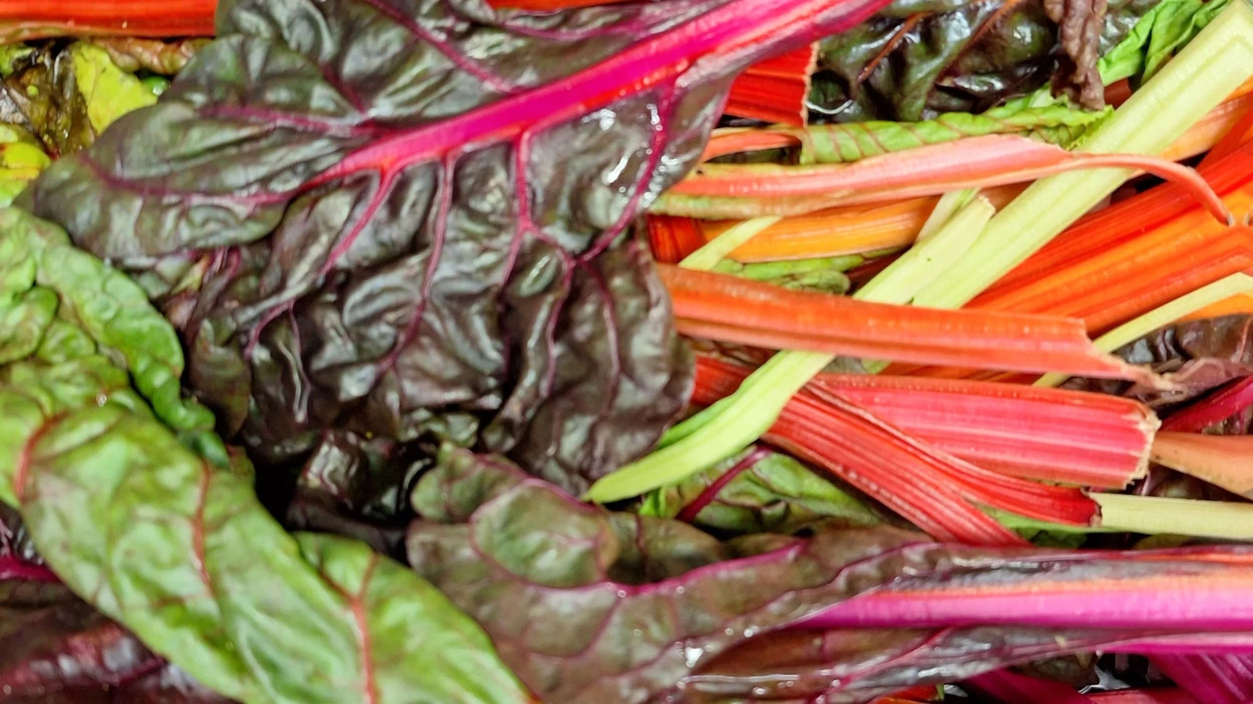 Fresh chard leaves